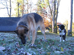 8. Volvofan.at Ausfahrt 13. und 14.10.2007-volvoausfahrt08_250.jpg