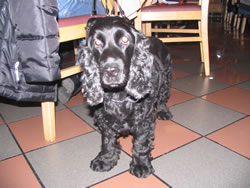 1. Volvofan.at Schnitzeln am 29.10.2005-vs_155.jpg